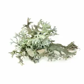 lichen extract