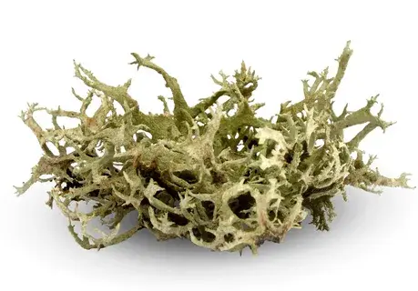 moss extract