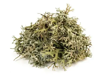 Lichen Extract Powder bulk Lichen Extract Powder bulk