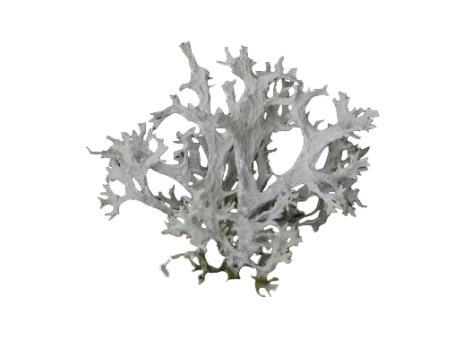 lichen extract