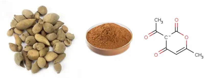 Galla Chinensis Extract