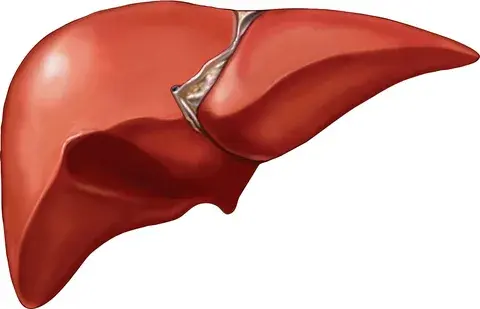 Liver health Liver health