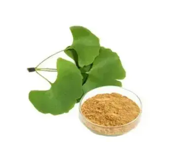 ginkgo biloba leaf extract