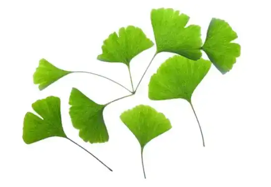 ginkgo biloba leaf extract powder