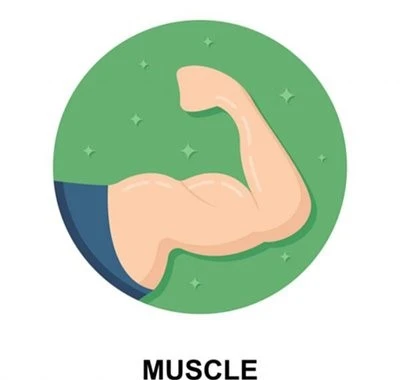 Muscle Mass and Strength