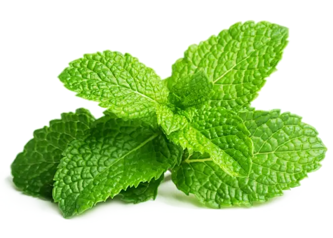 Peppermint Extract Powder