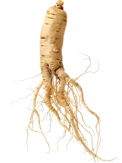 Siberian Ginseng Extract