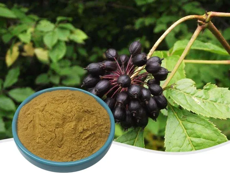 Siberian Ginseng Extract