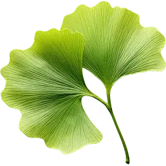 Ginkgo Biloba Extract Powder