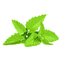 peppermint extract powder peppermint extract powder