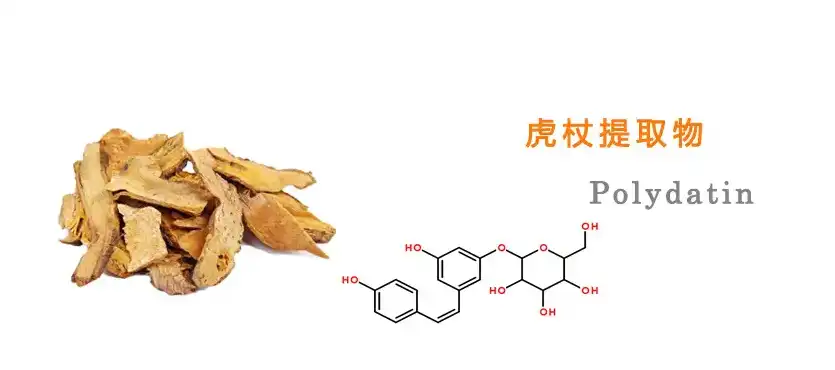 Polygonum Cuspidatum Extract Polygonum Cuspidatum Extract