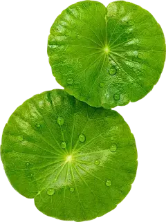 Gotu Kola 