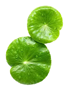 Gotu Kola Extract Powder