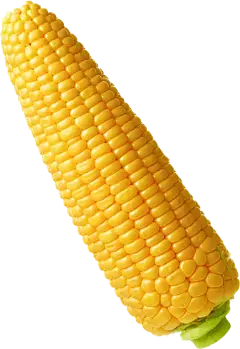 Corn Oligopeptides Peptide