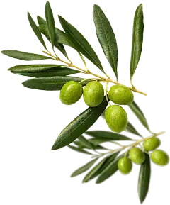  Olive Leaf Extract Powder