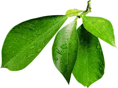 Olive Leaf Extract Powder