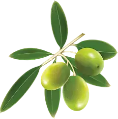 Olive Leaf Extract Powder