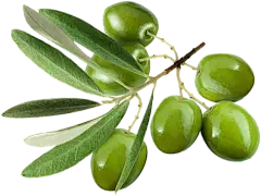 olive leaf extract powder