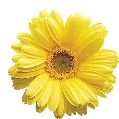 Chrysanthemum Extract Powder