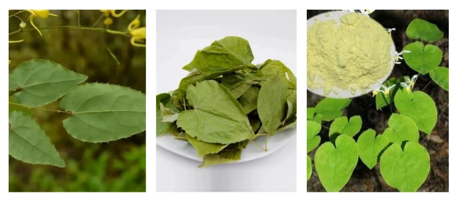 Epimedium Extract Powder