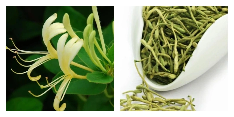 Honeysuckle Extract