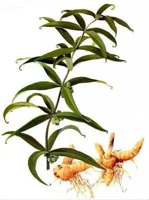 Polygonatum Officinale Rhizome Root