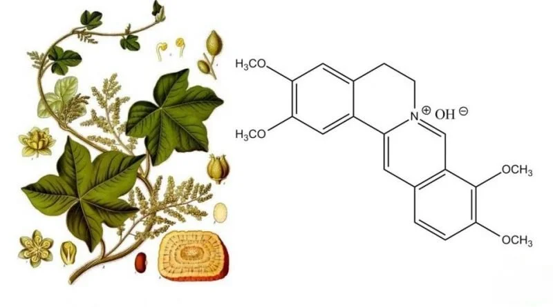 Palmatine Extract