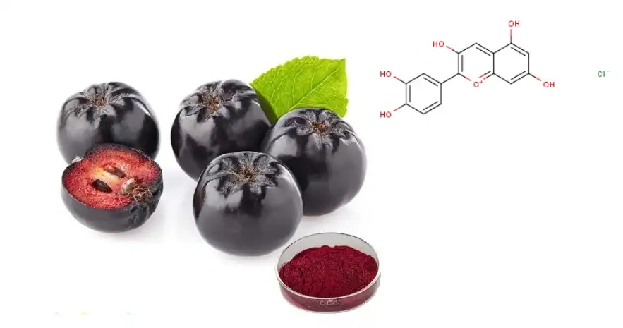 Aronia Extract Powder