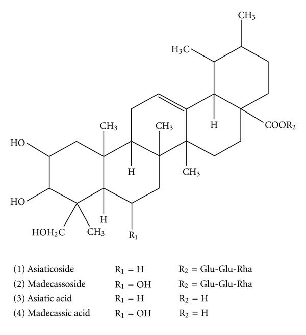 Gotu Kola Extract 