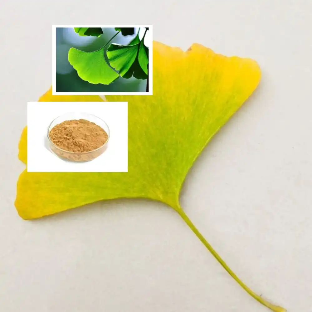 Ginkgo Biloba Extract Powder