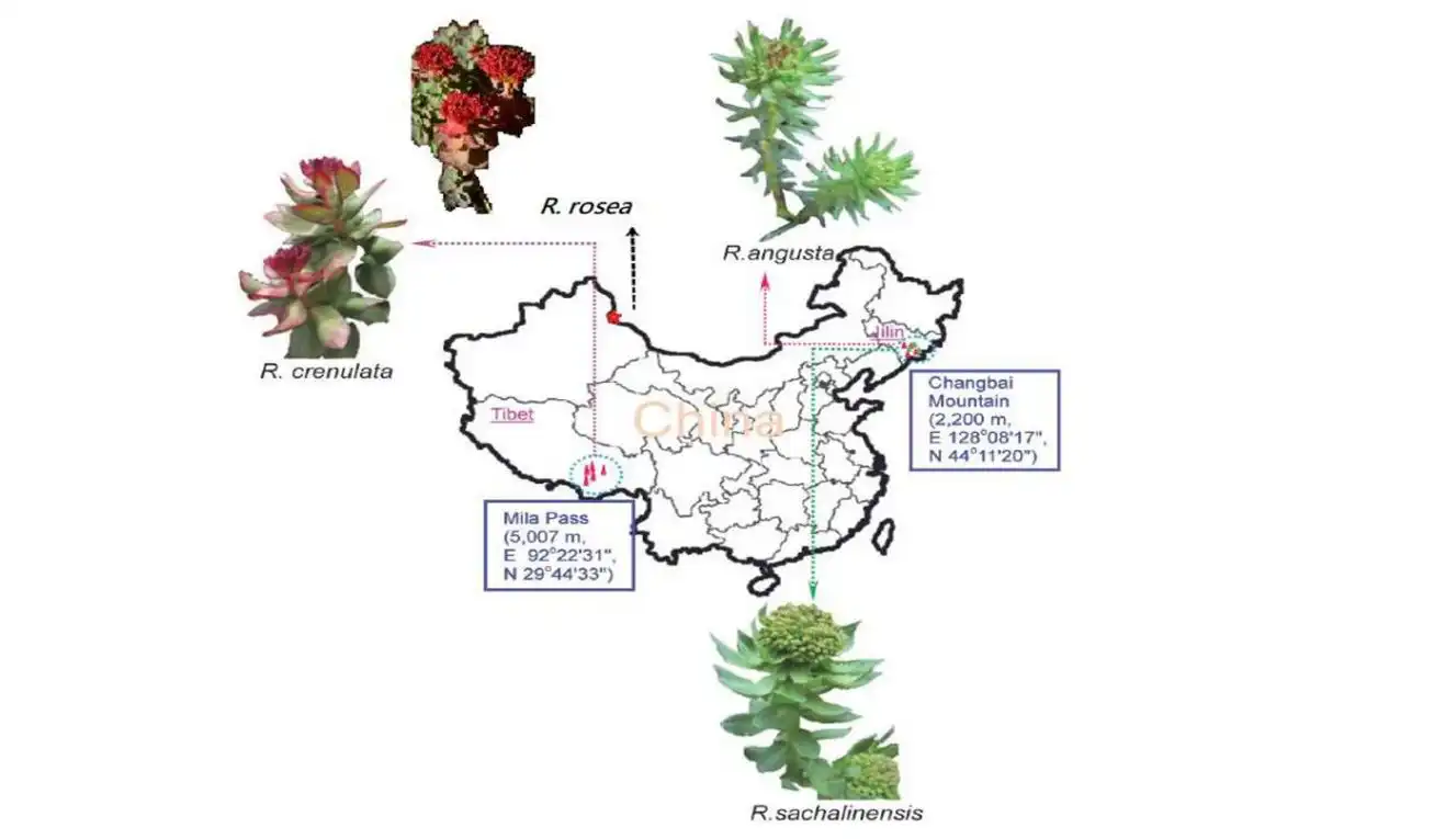  Rhodiola Rosea  Distribution area