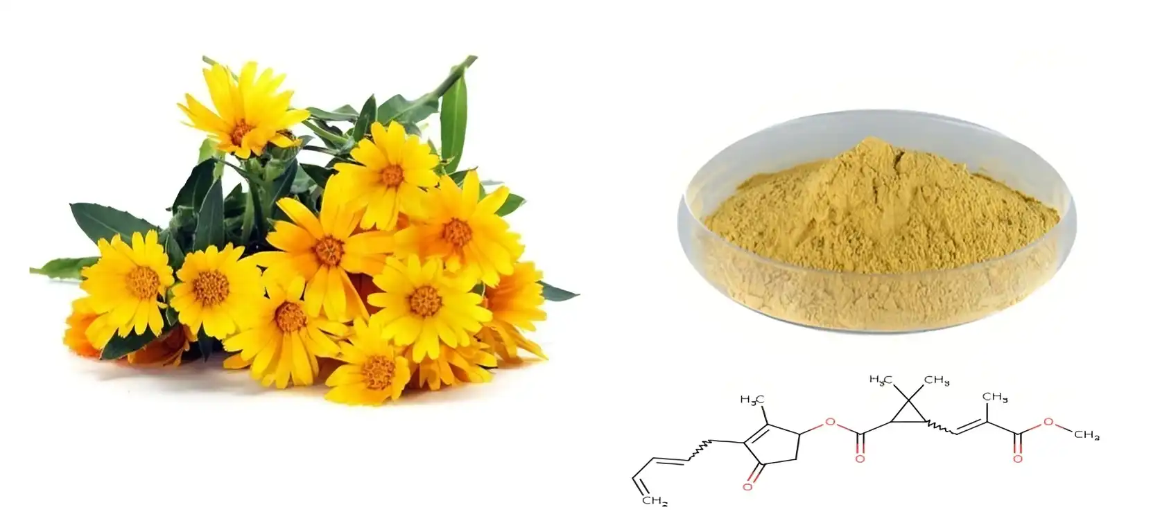 Chrysanthemum Extract Powder