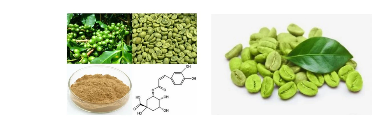 Green Coffee Bean Extract 