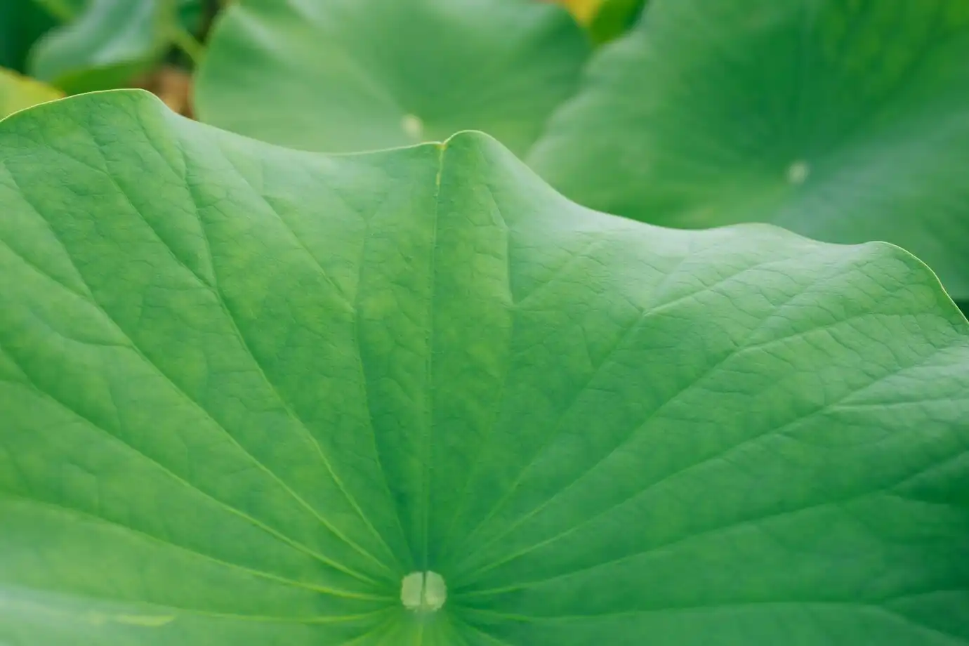 Lotus Leaf  Lotus Leaf