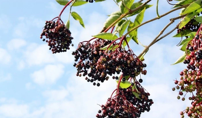 Elderberry Extract Powder