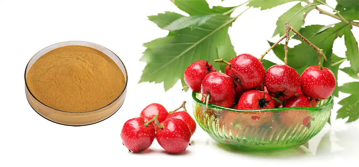 Hawthorn Fruit Extract Hawthorn Fruit Extract