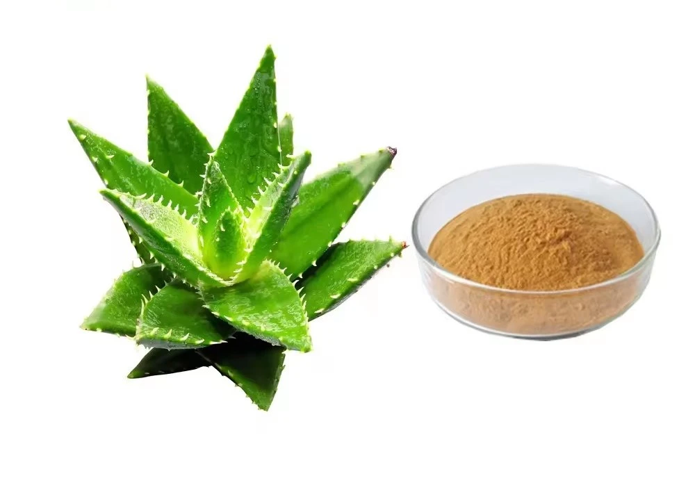 aloe vera powder extract