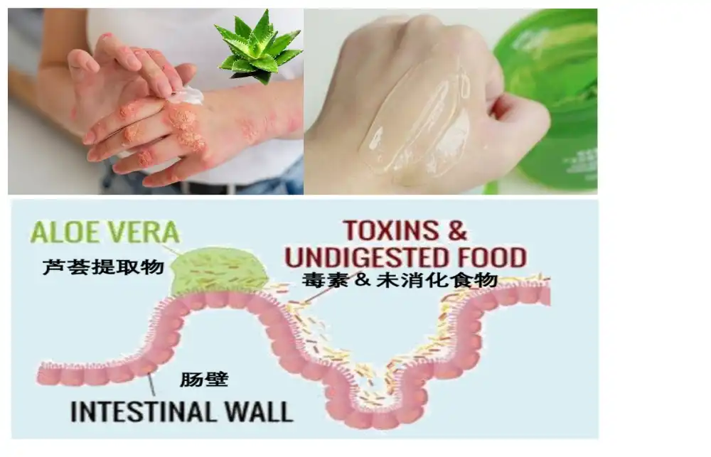 aloe vera powder extract function aloe vera powder extract function