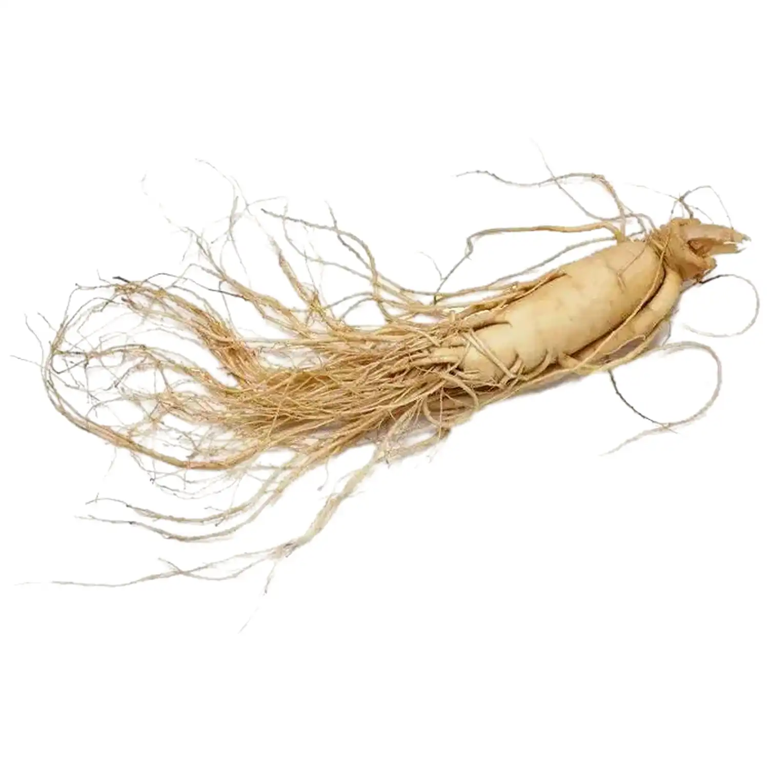 Ginseng Root Extract Powder