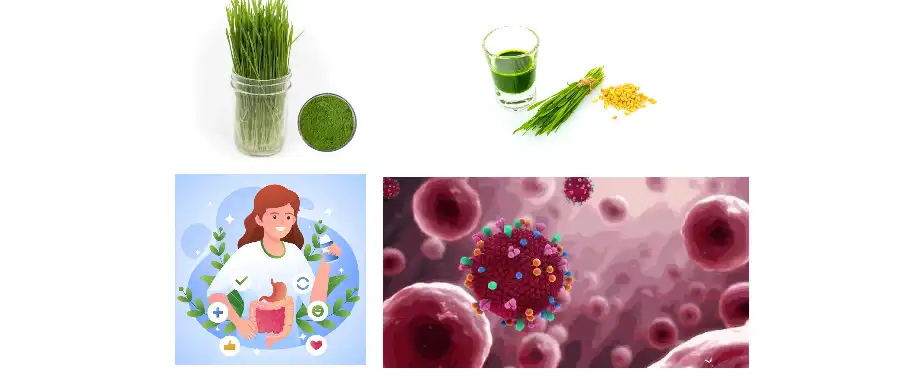 Wheat Grass Extract Wheat Grass Extract