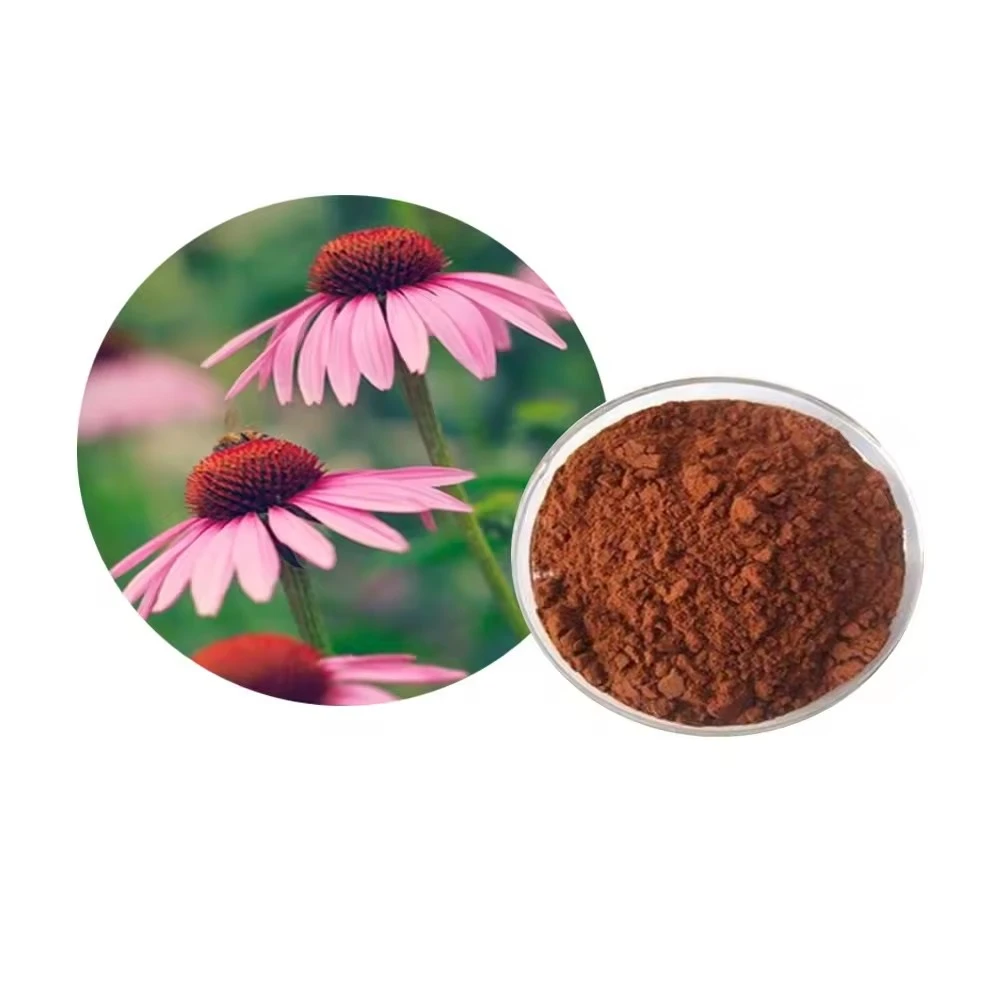 Echinacea Purpurea Extract Powder