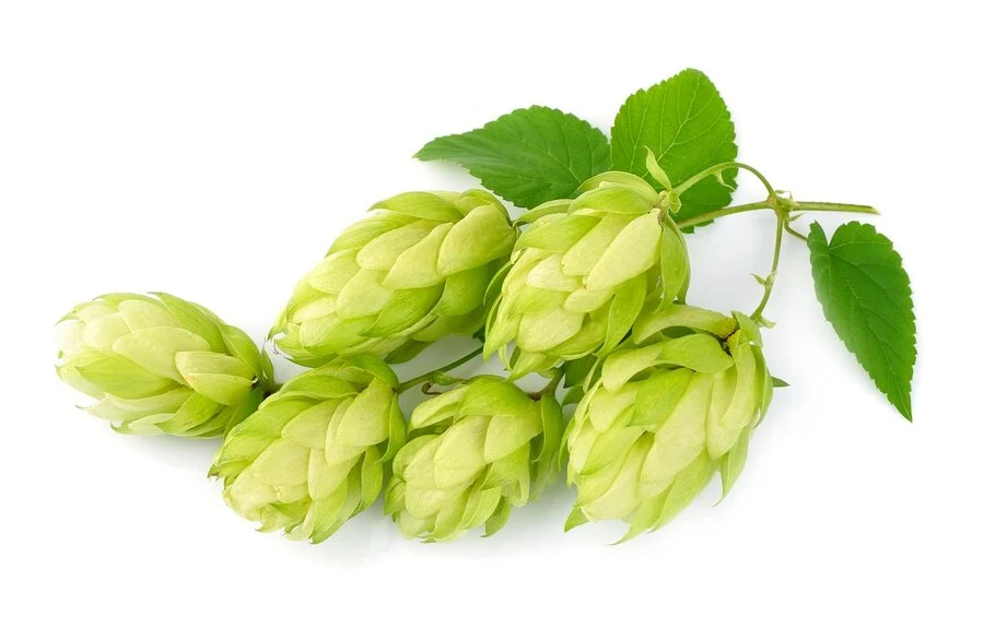 Hops Extract Powder