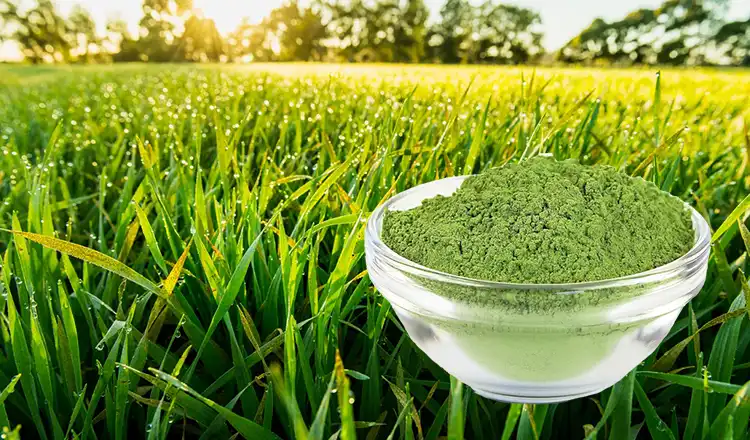 Barley Grass powder