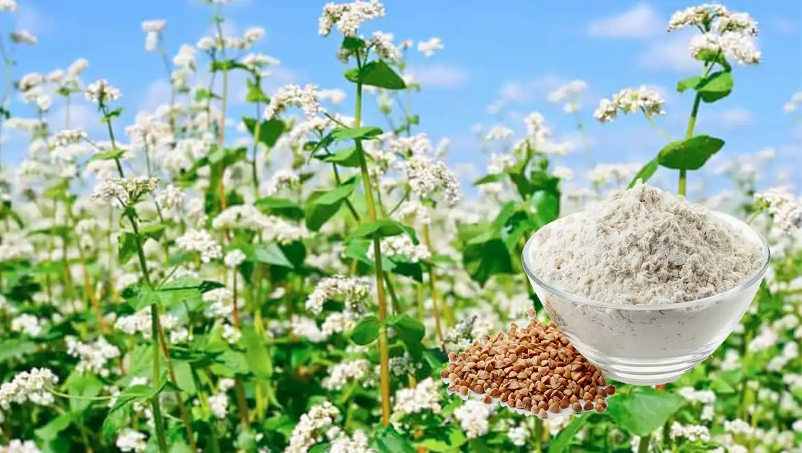 Buckwheat Powder