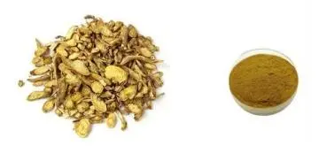 Scutellaria Baicalensis Extract Scutellaria Baicalensis Extract