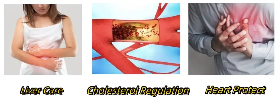 Silymarin Powder Functions Silymarin Powder Functions