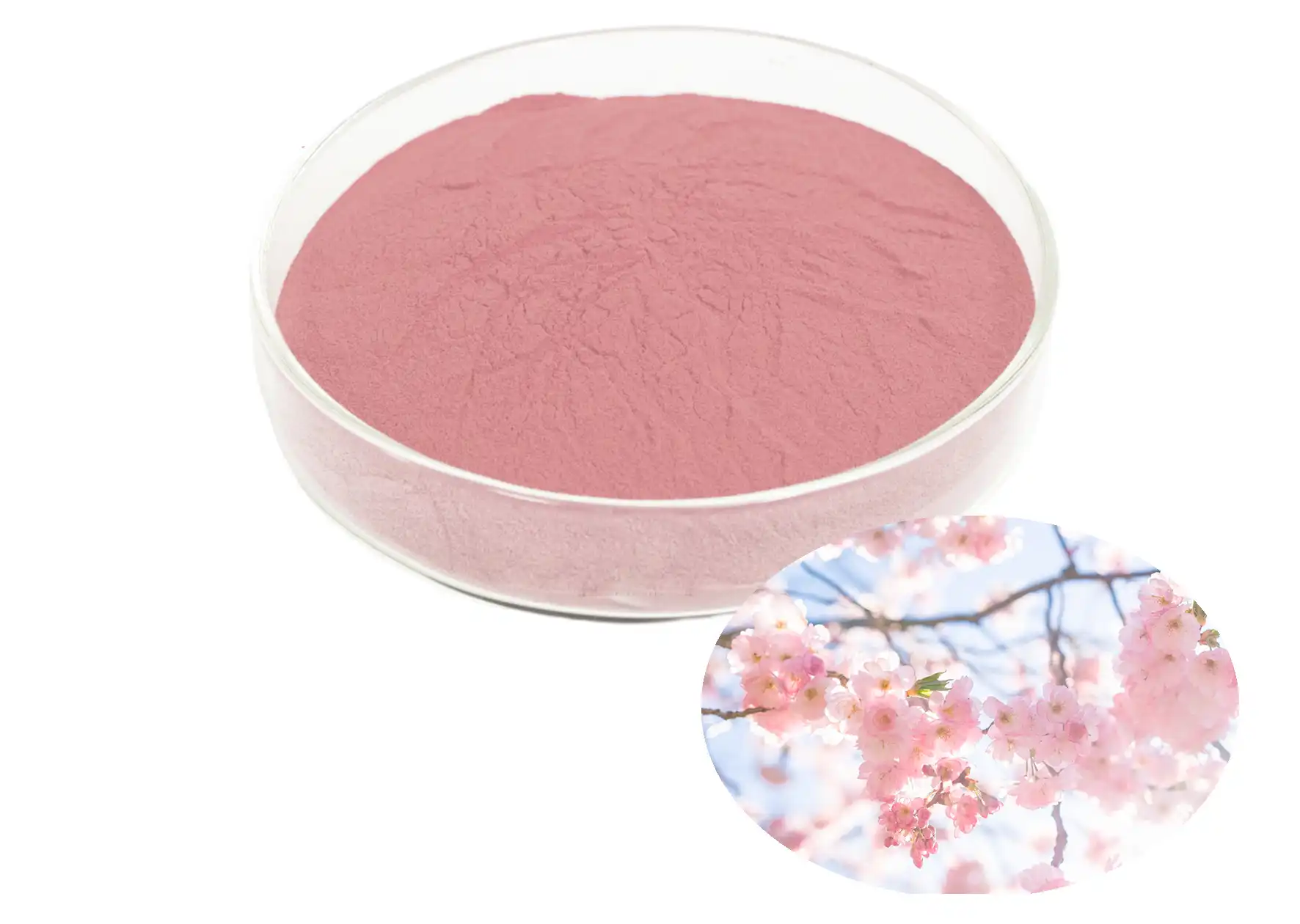 Sakura Extract