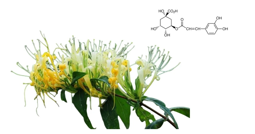 Chlorogenic Acid Powder