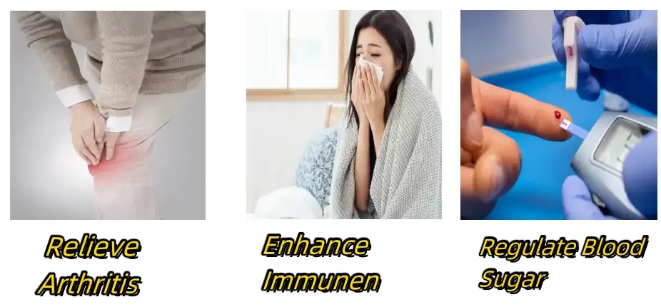 Phellodendron Extract Functions Phellodendron Extract Functions