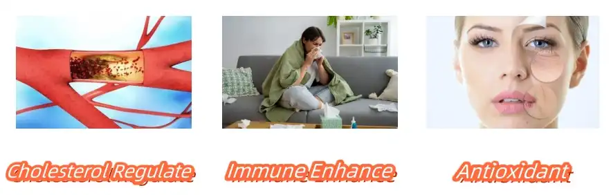 Ergosterol Powder Functions Ergosterol Powder Functions